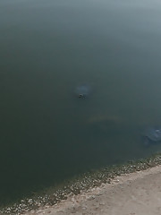 I met Kayla Coyote as the Earth Day festival in Santa Barbara was wrapping up. It turns out she had done some prior provocative modeling for a site called Playdude or something. But forget about them. You want the real deal here at Zishy. Other publications are like those pale red tasteless spheres you buy in Walmart that are supposed to be tomatoes. Zishy is the juicy fruit that you can pop straight into your mouth, fresh off the vine growing in Grandma's garden. Eat up. More of Ms. Coyote to come. upskirt photo