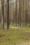 This is the first episode of my European adventure with these three incredible  women. Maybe one of you can name the location in the comments. It took about an hour to get our destination from the city. I was chomping at the bit to start shooting the whole way. We first did a shoot indoors, which you will see later, then we made our way to the forest for these photos. Vero, the brunette with the shorts, had to depart for her job at a restaurant. This is why she disappears midway. Oxana, the brunette in the red top, and Lauma, the blonde, were able to stay longer and we photographed on the beach. You will get to see that later also. But for now, revel in this beautiful moment that I might one day tell my grandchildren about. upskirt shot